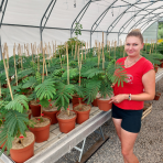 Albízia ružová (Albizia Julibrissin) ´TROPICAL DREAM´® - výška 30-50 cm, kont. C2L